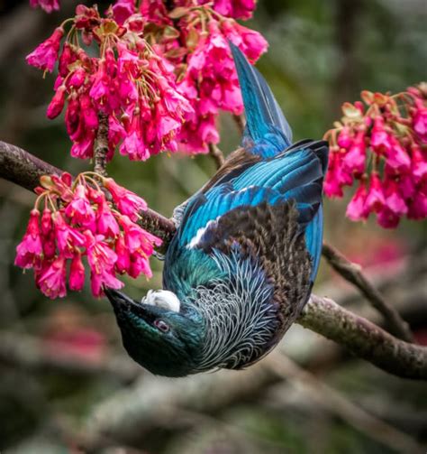 鳥圖|5,364,500+ 項鳥照片檔、圖片和免版稅影像